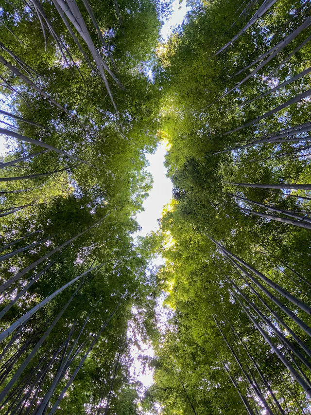 Bmboo forest Kyoto IMG 6543 tif