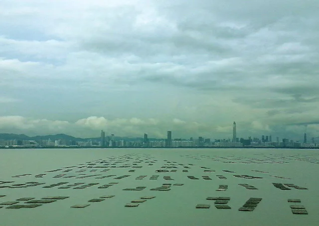 Floating Fields Shenzhen Bay floating oyster plots